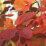 Amelanchier x grandiflora 'Autumn Brilliance'.png